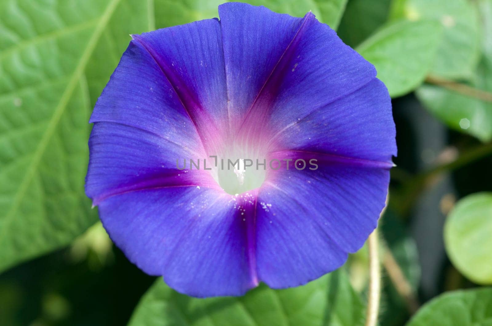 Funnel winch,Ipomoea purpurea