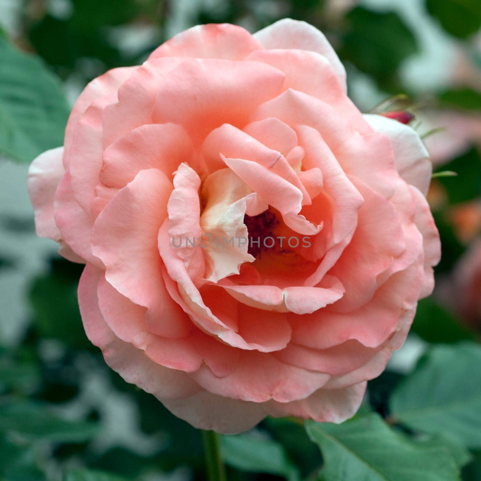 Edelrose, orange