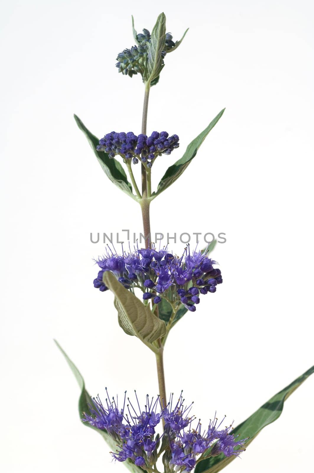 Bartblume, Caryopteris x clandonensis