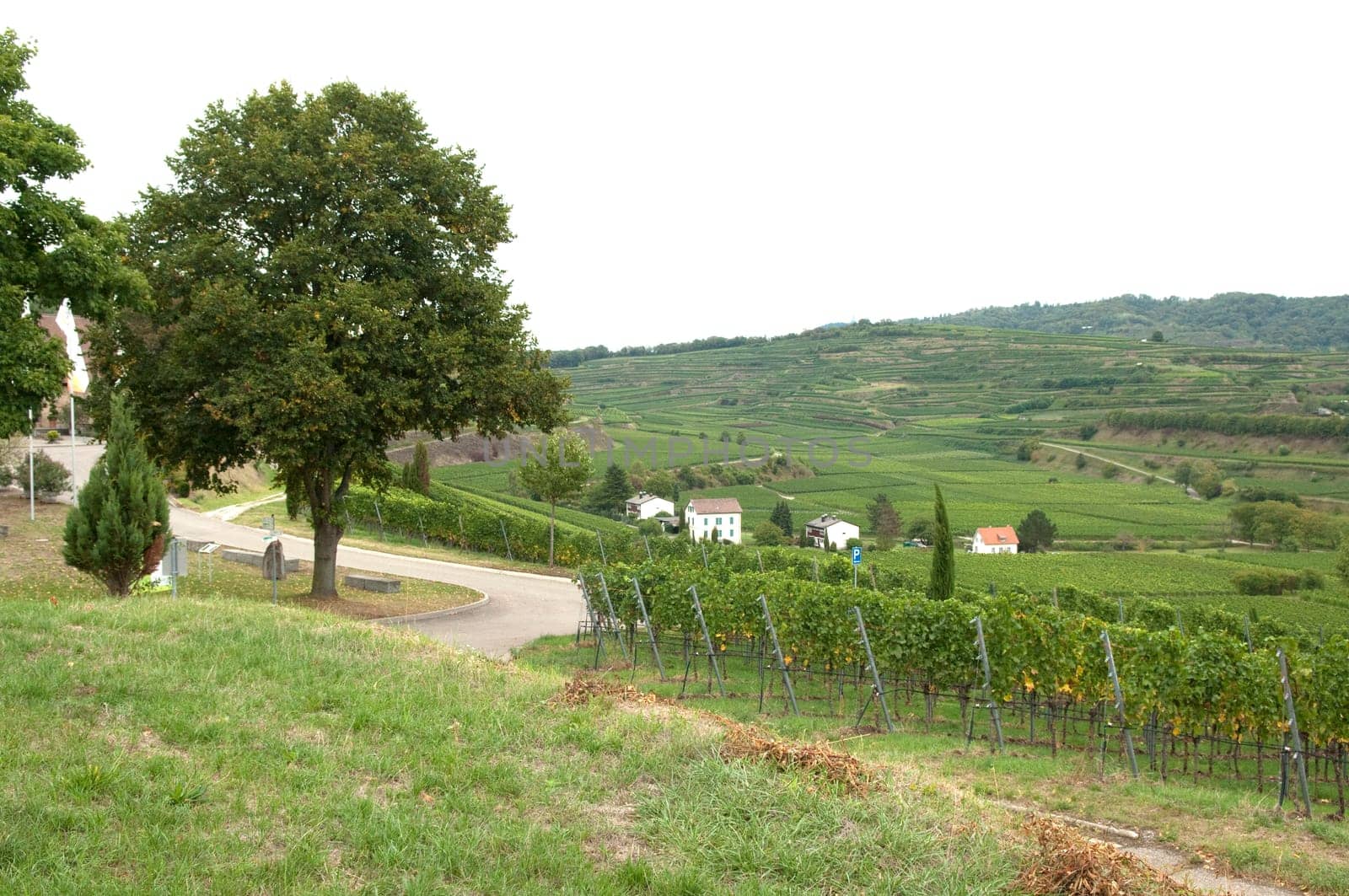 Weinterrassen Blankenhornsberg, Kaiserstuhl