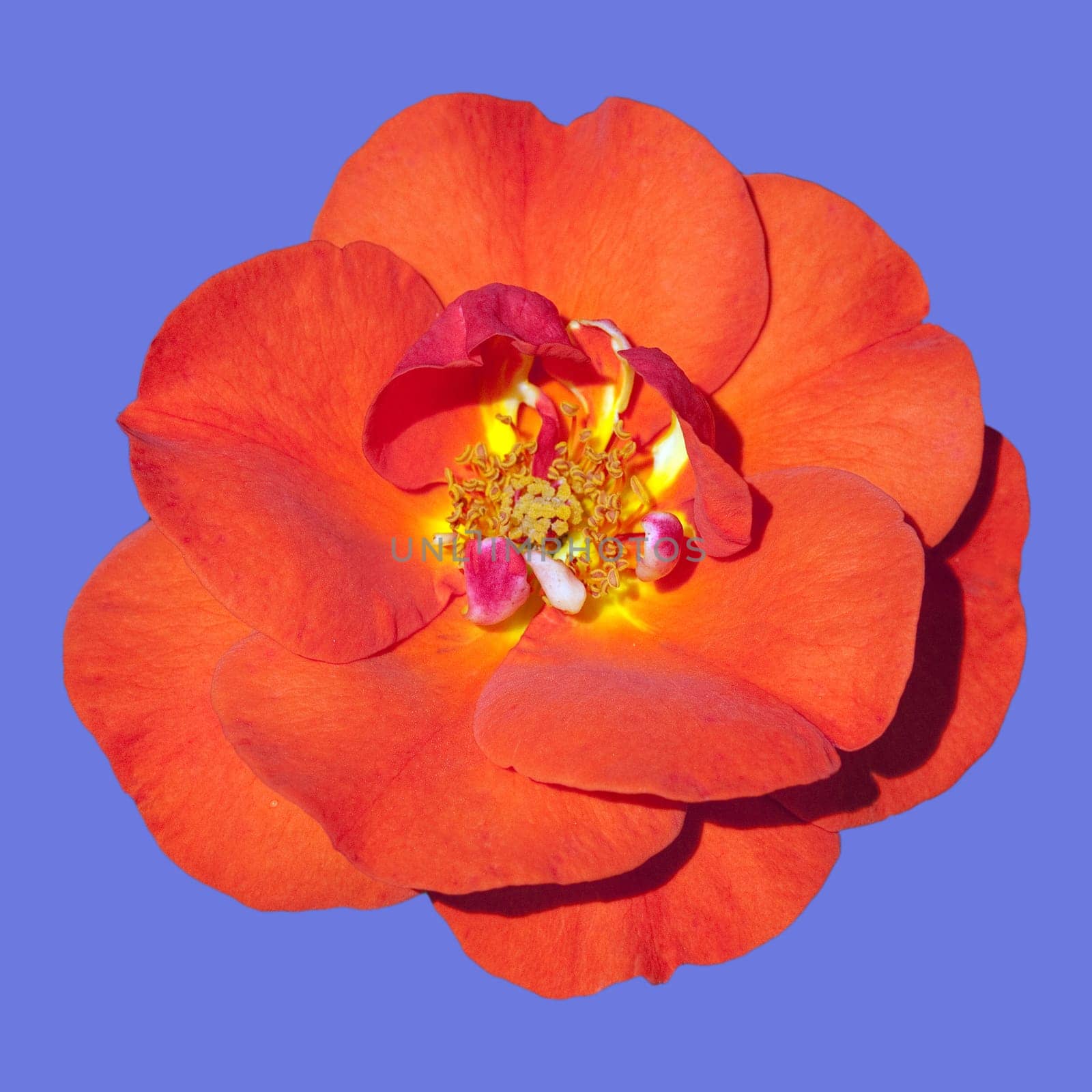 Edelrose, Westpoint
