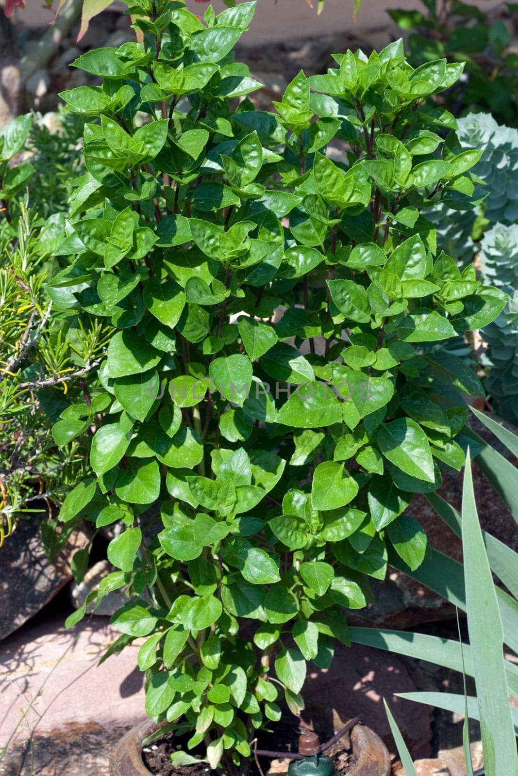 Strauchbasilikum, Ocimum, species  basilicum