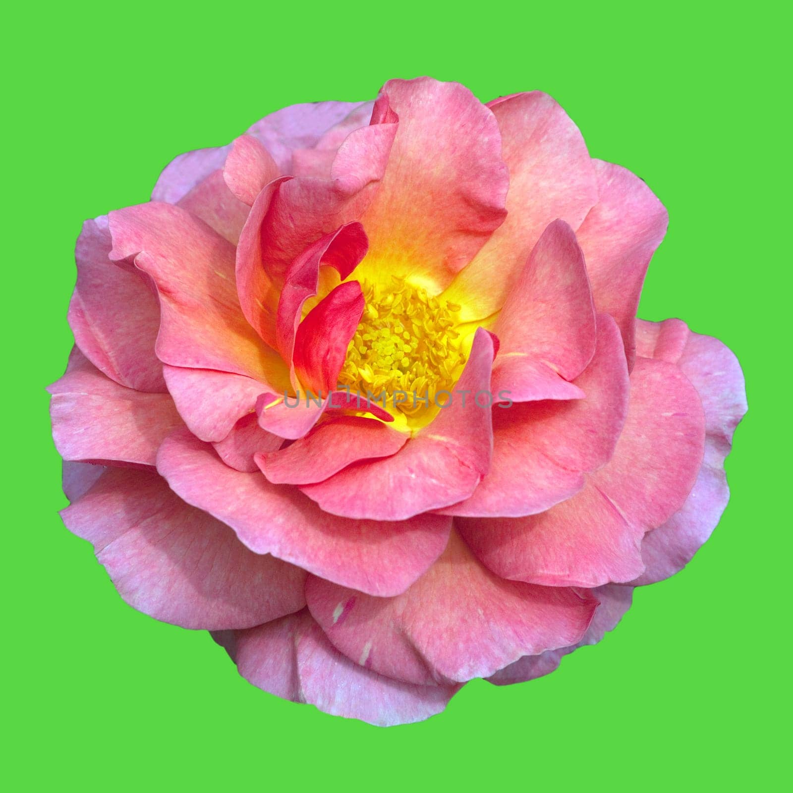 Englische Rose, Lilian Austin