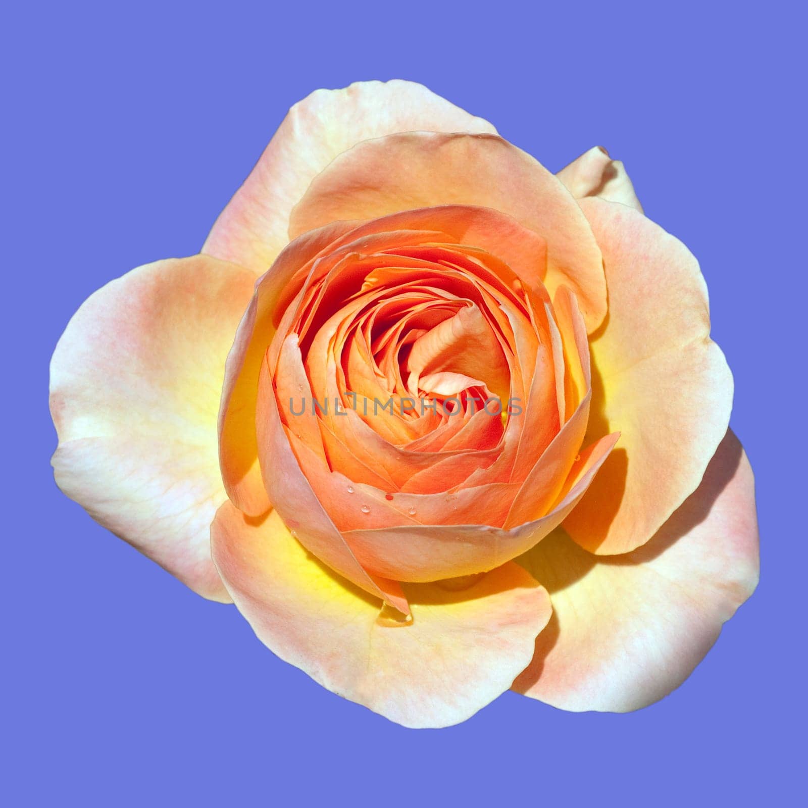 Edelrose, La Palma