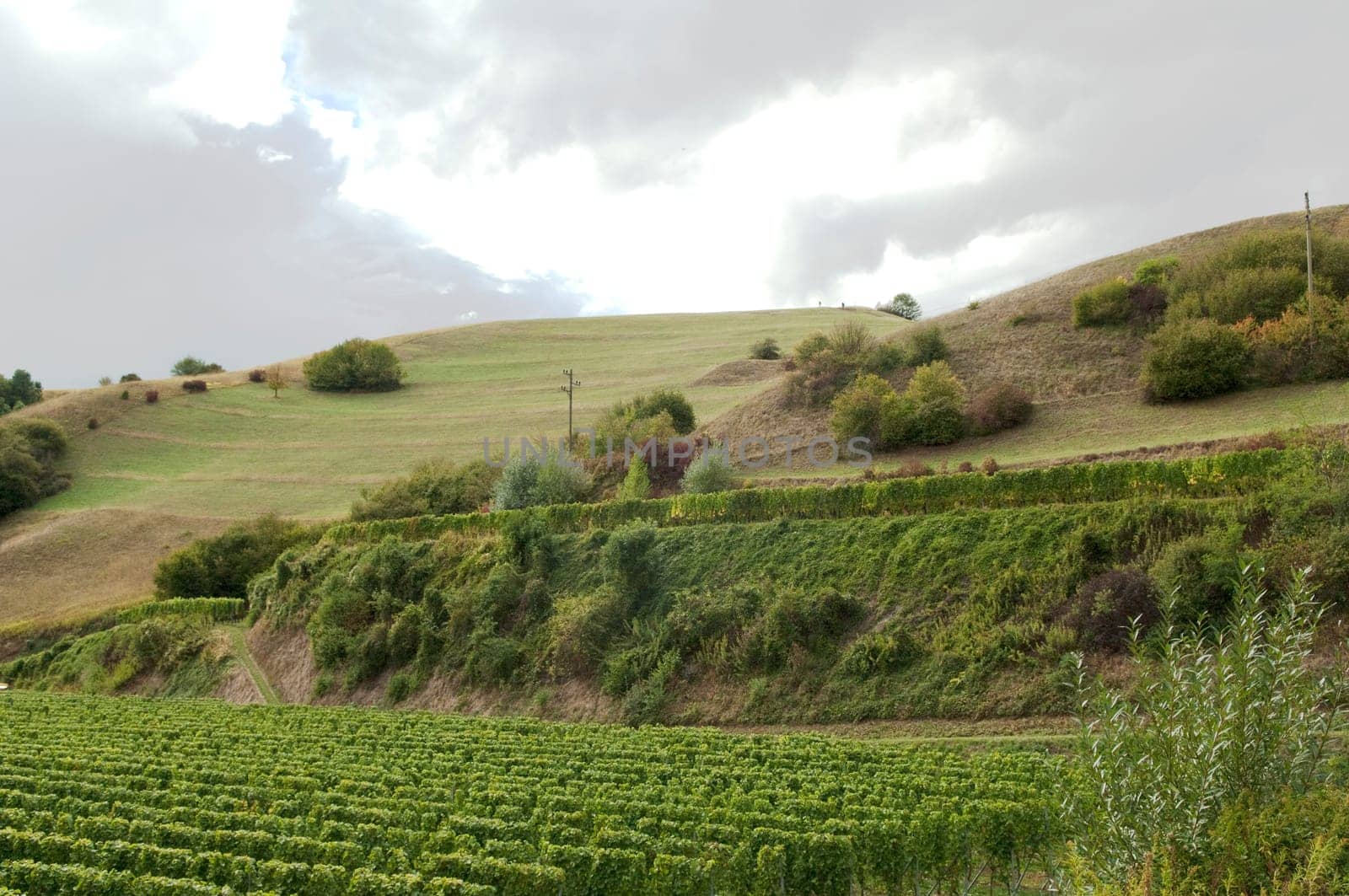 Weinberge, Haselschacher, Buck