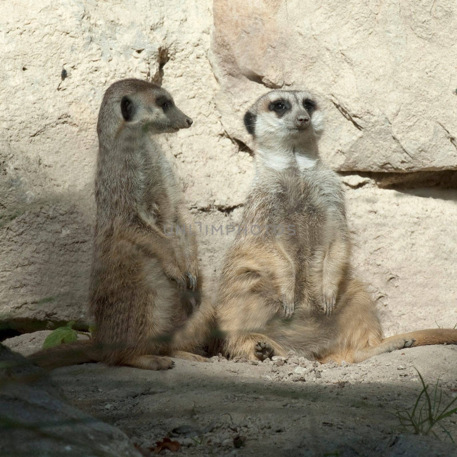 Erdmaennchen, Suricata suricatta