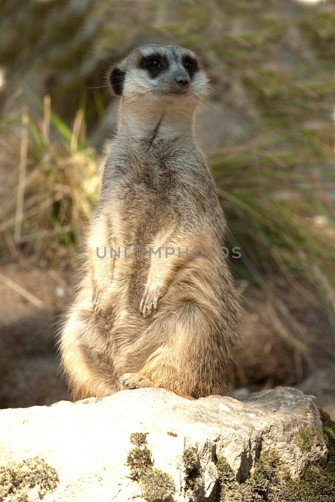 Erdmaennchen, Suricata suricatta