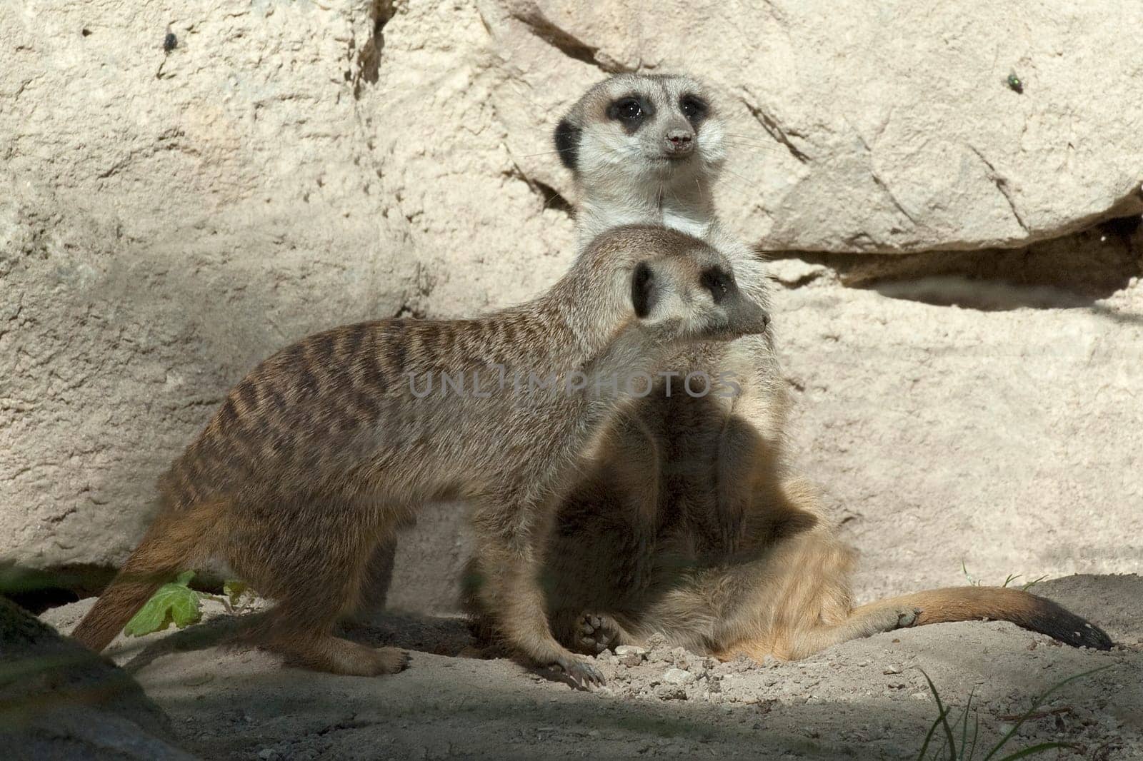 Erdmaennchen, Suricata suricatta