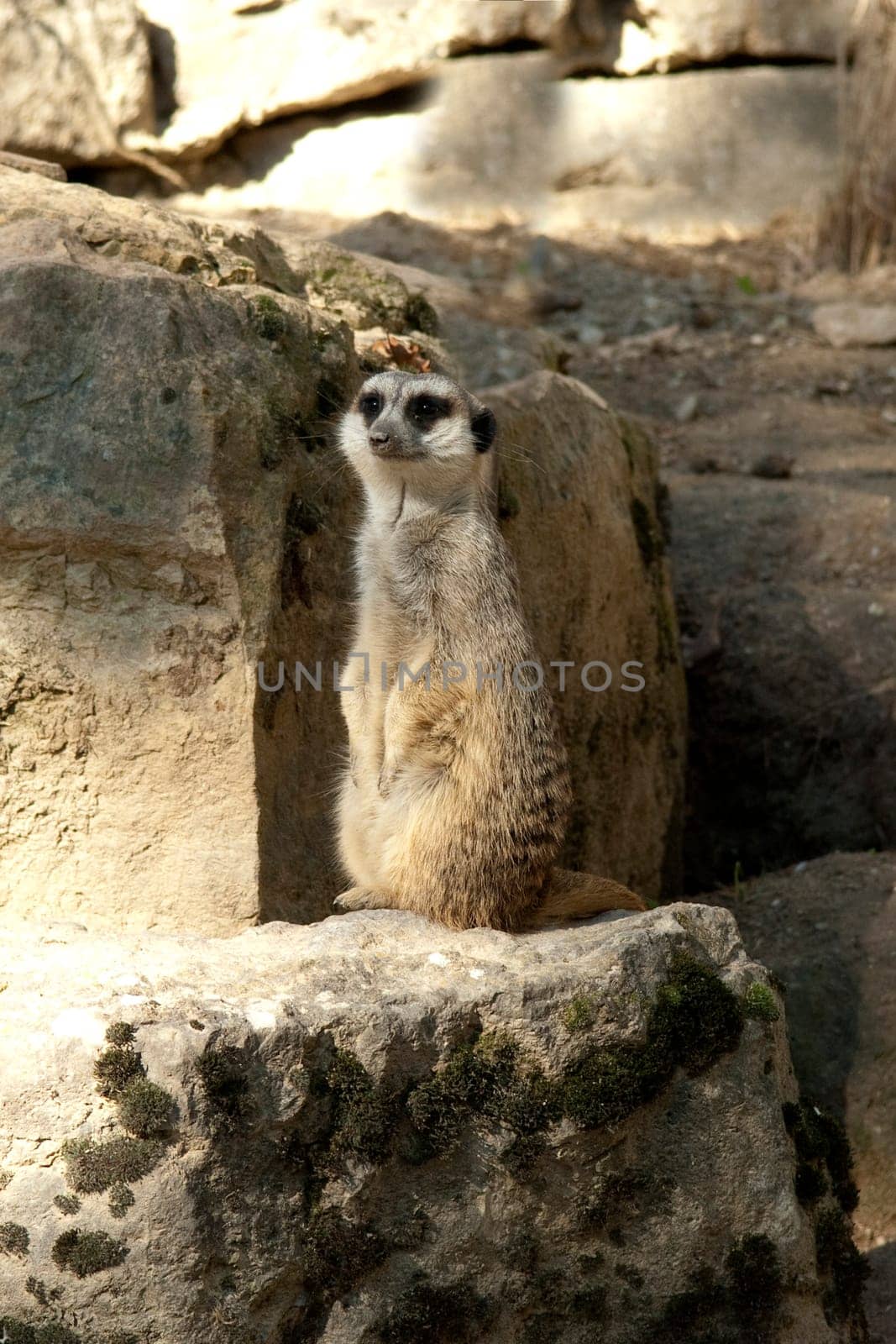 Erdmaennchen, Suricata suricatta