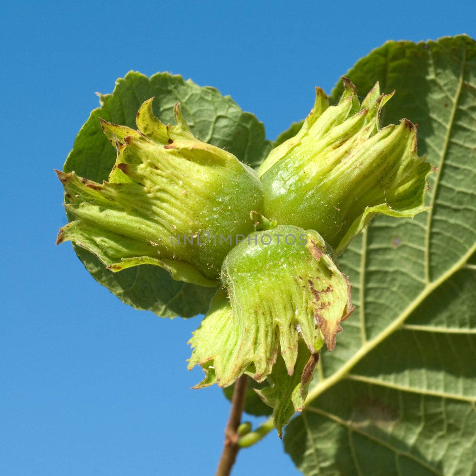 Haselnuesse  Corylus  avellana