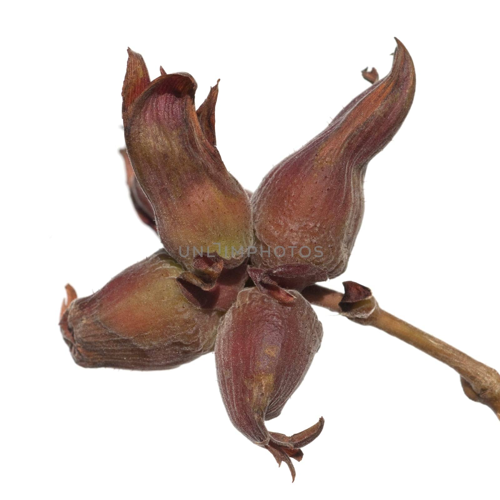 Haselnuesse  Corylus  avellana