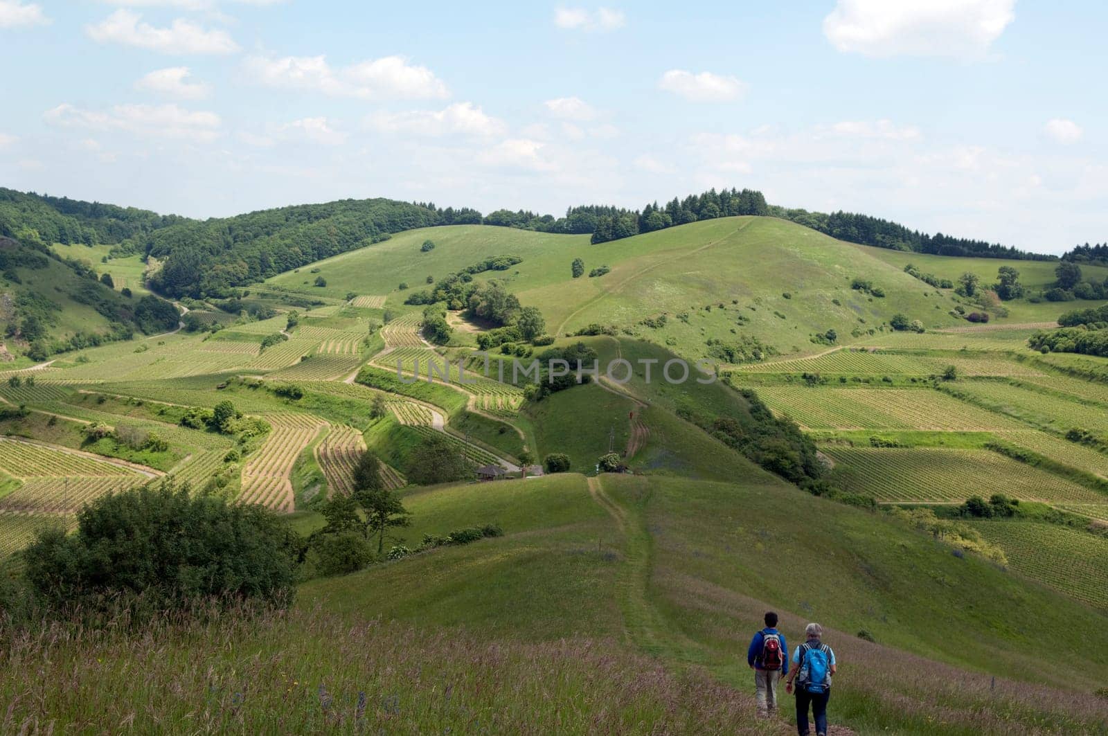 Haselschacher, Buck, kaiserstuhl
