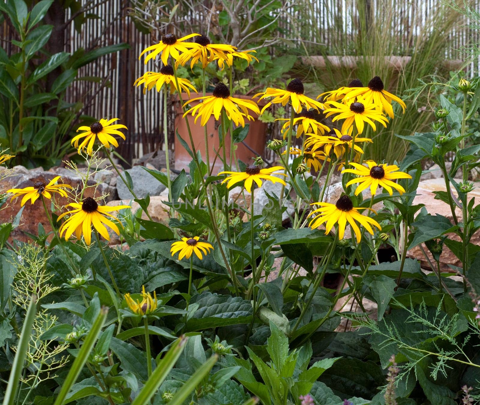 Sun hat  Rudbeckia hirta