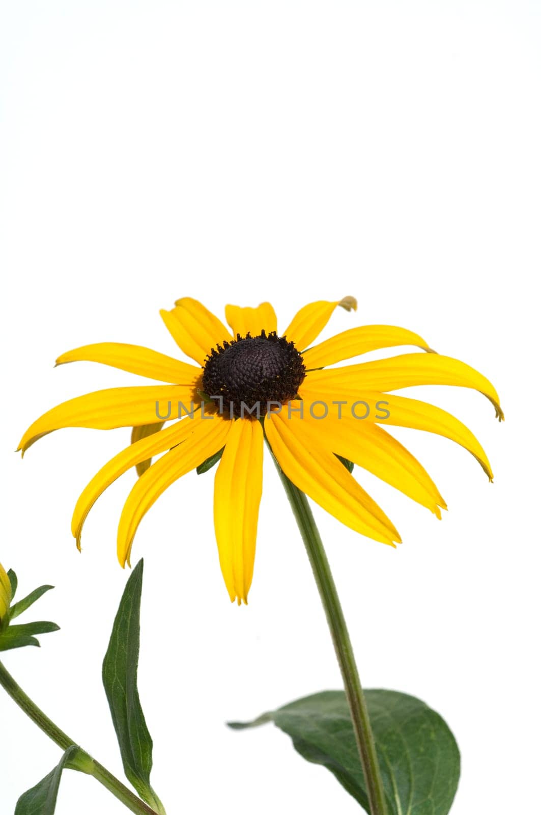 Sun hat  Rudbeckia hirta