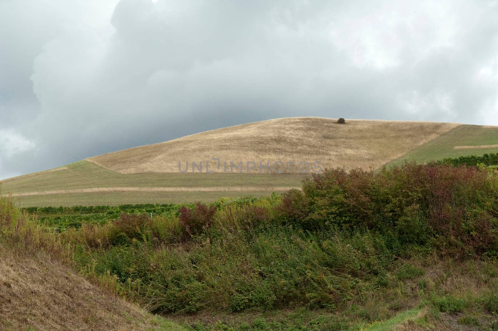Weinberge, Haselschacher, Buck