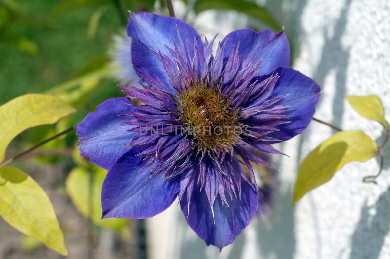 Clematis  The President