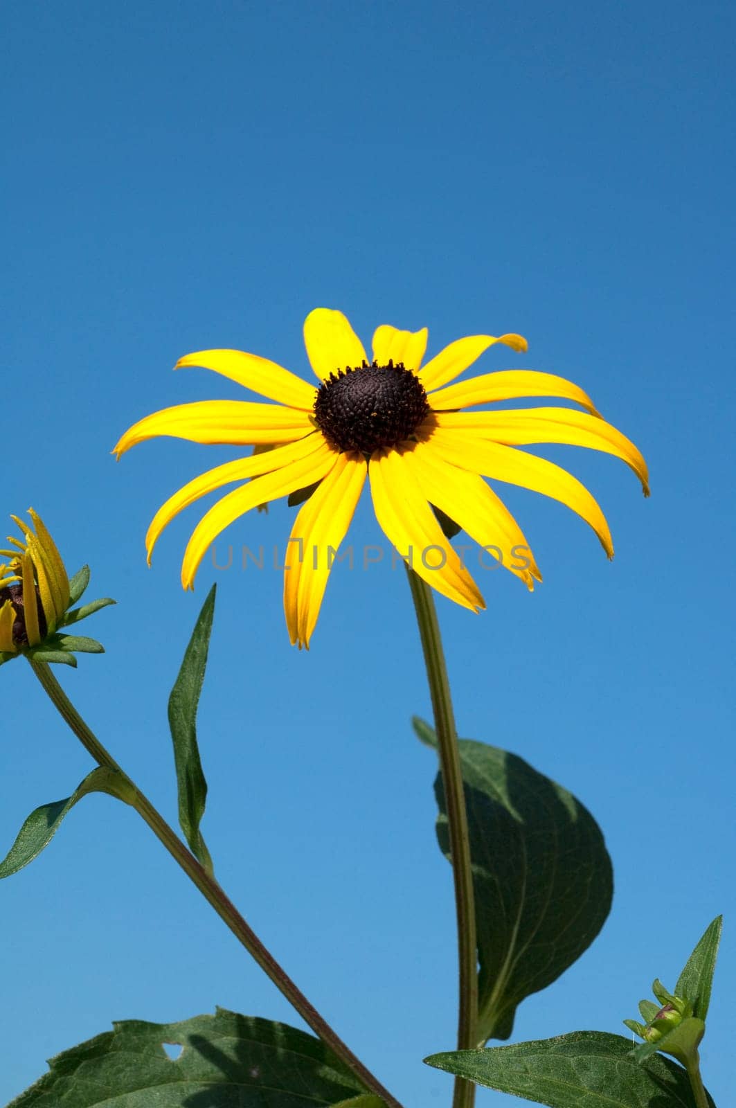 Sun hat  Rudbeckia hirta