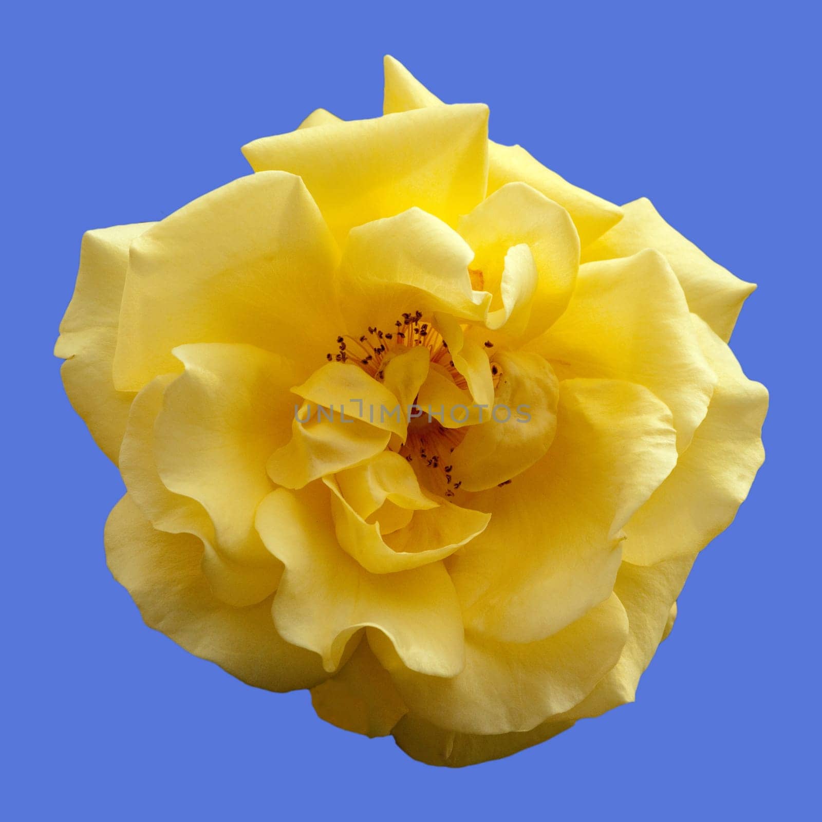 Kletterrose, Golden Gate
