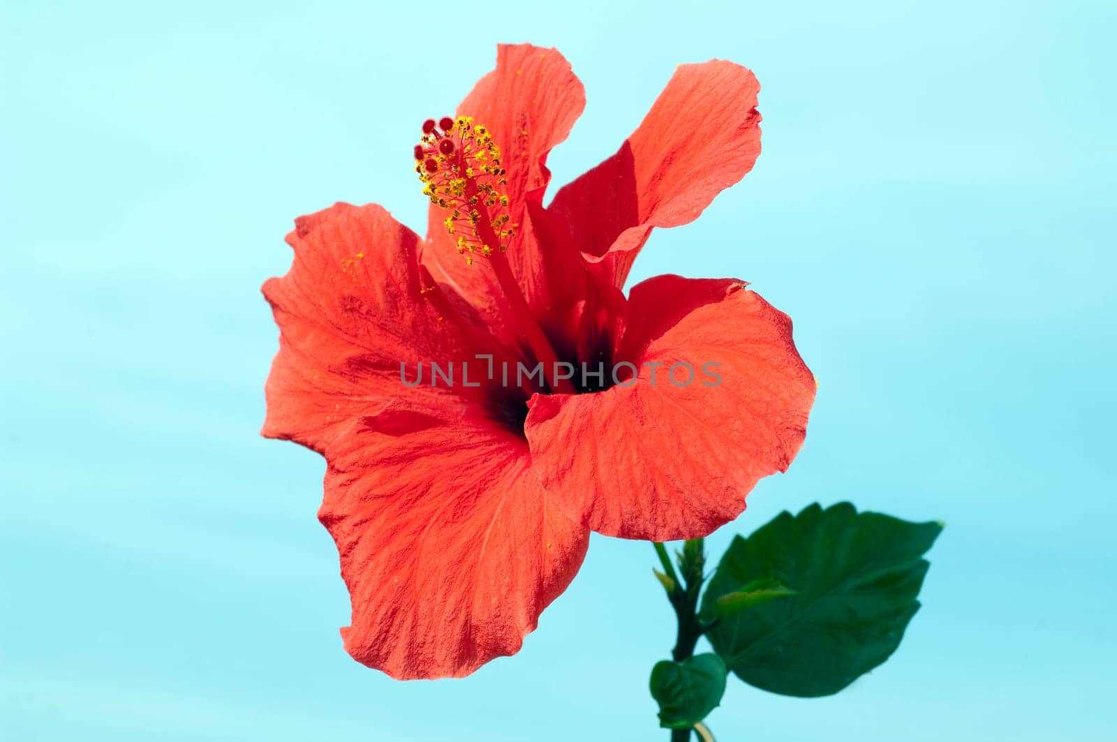 Hibiscus rosa-sinensis  Roseneibisch