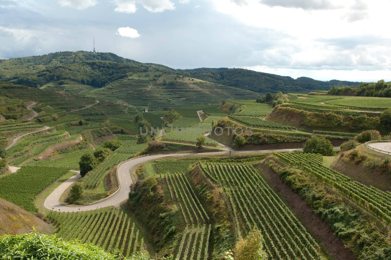 Weinterrassen, Kaiserstuhl