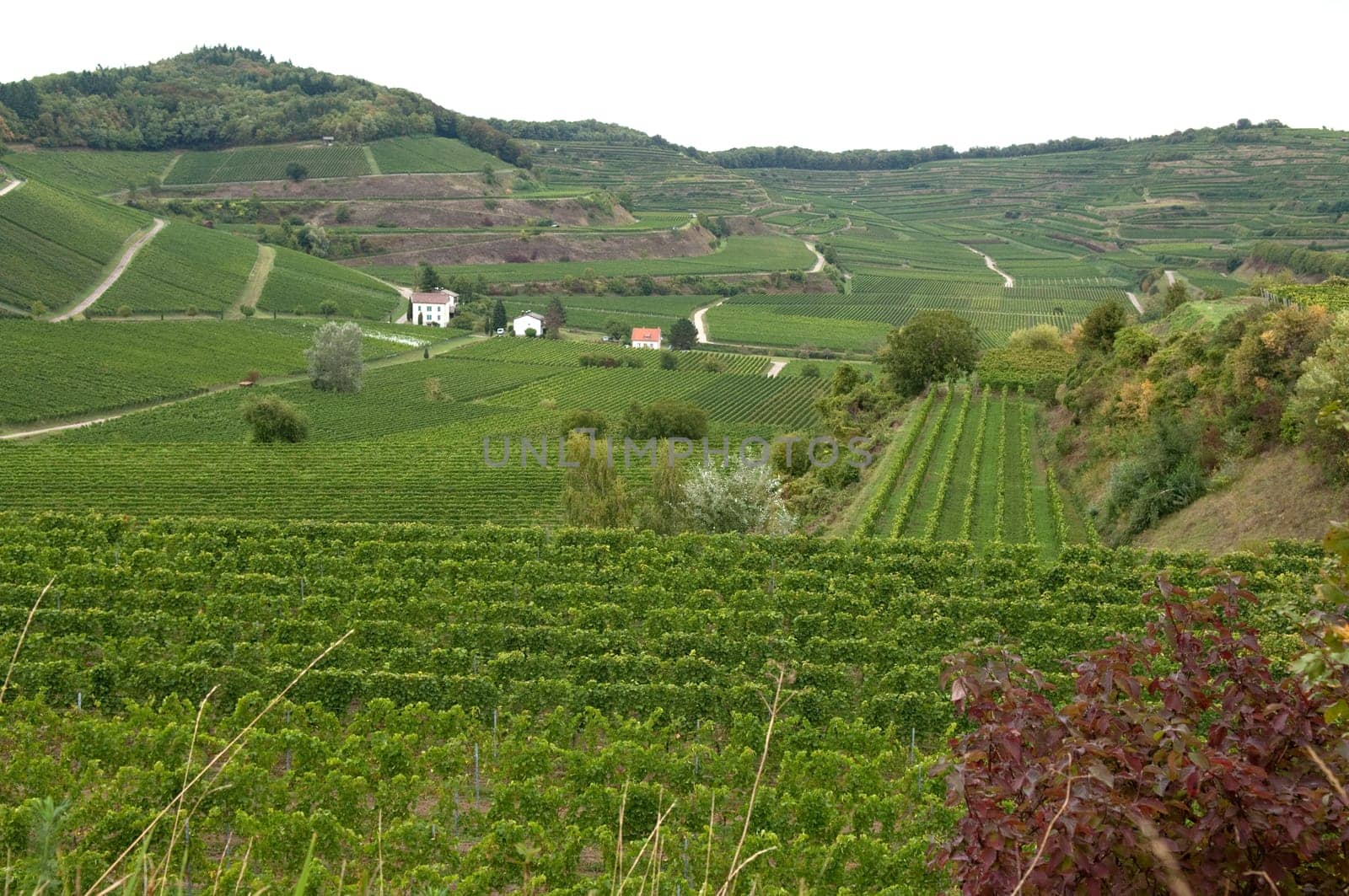 Weinterrassen Blankenhornsberg, Kaiserstuhl