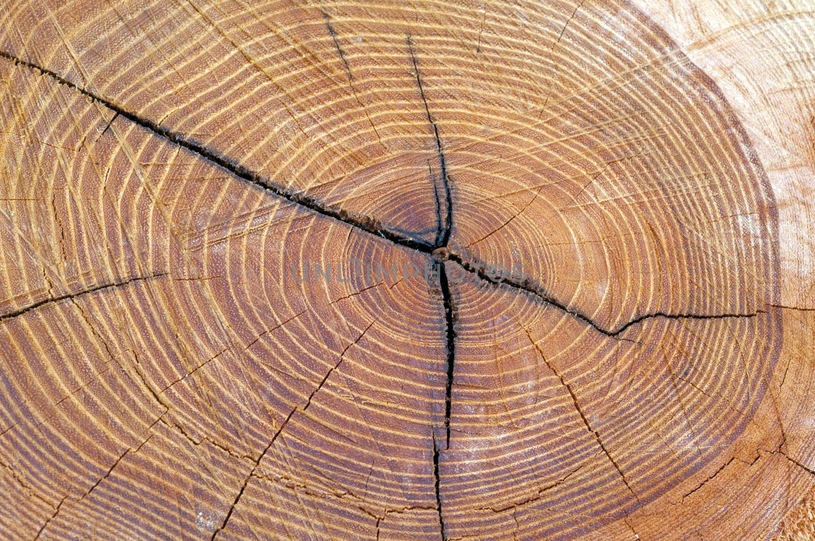 Jahresringe, holzscheibe, Baumscheibe