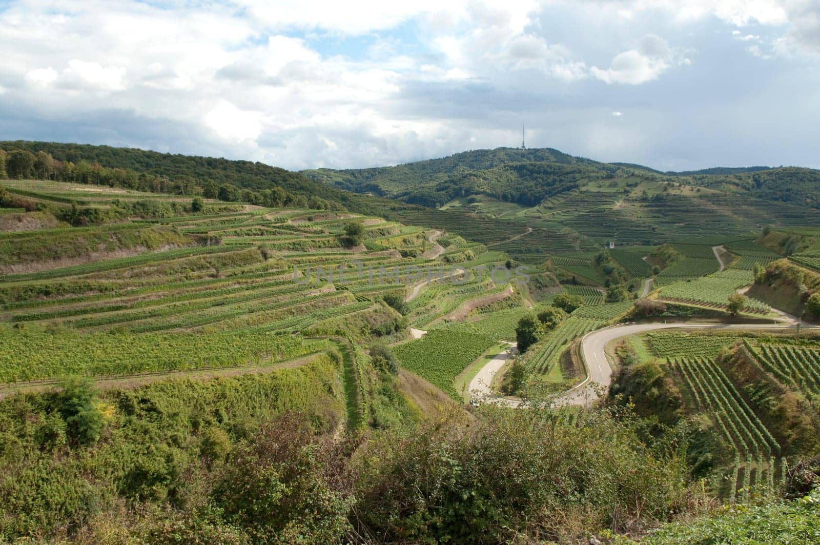 Weinterrassen, Kaiserstuhl