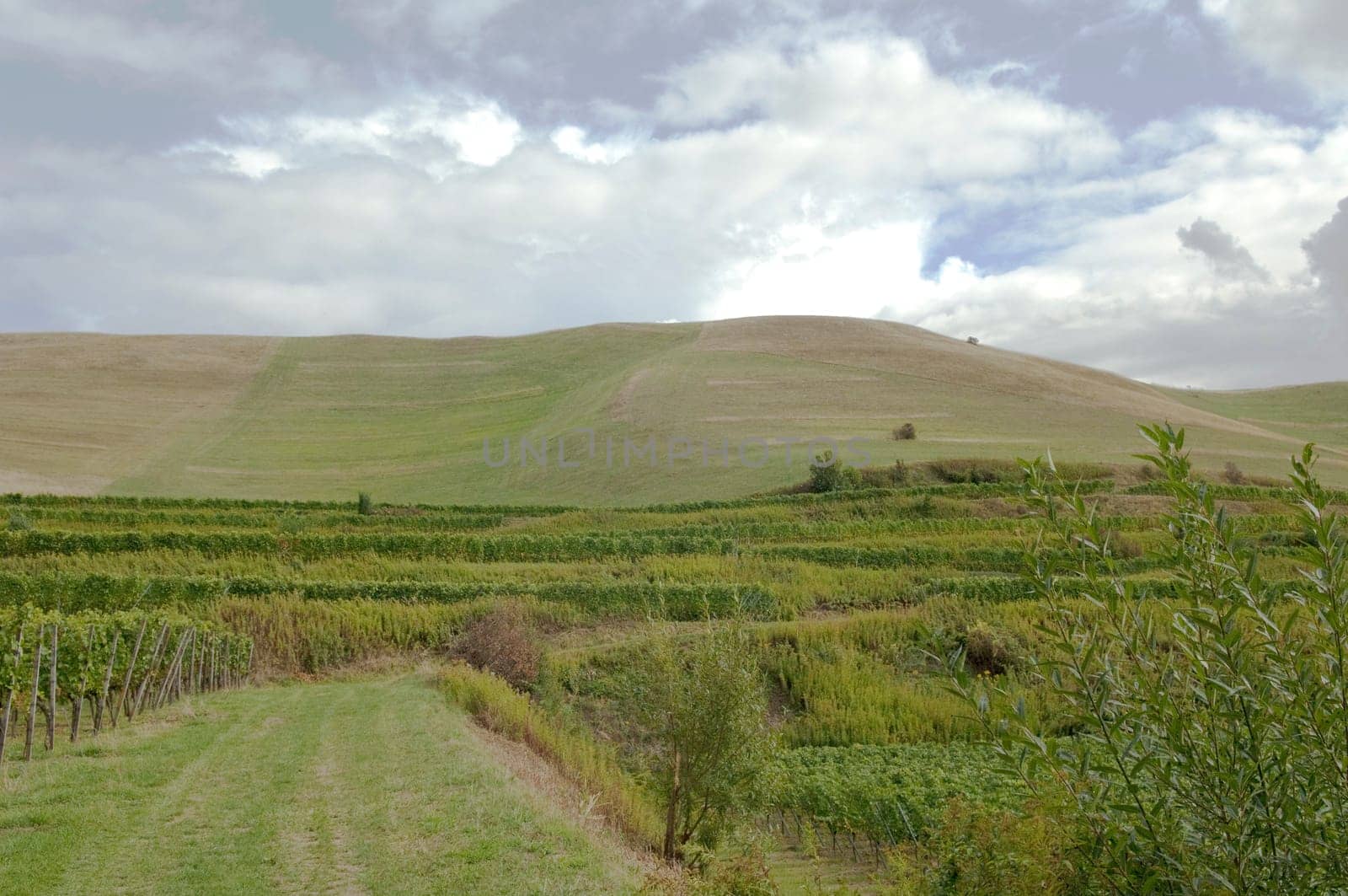 Weinberge, Haselschacher, Buck