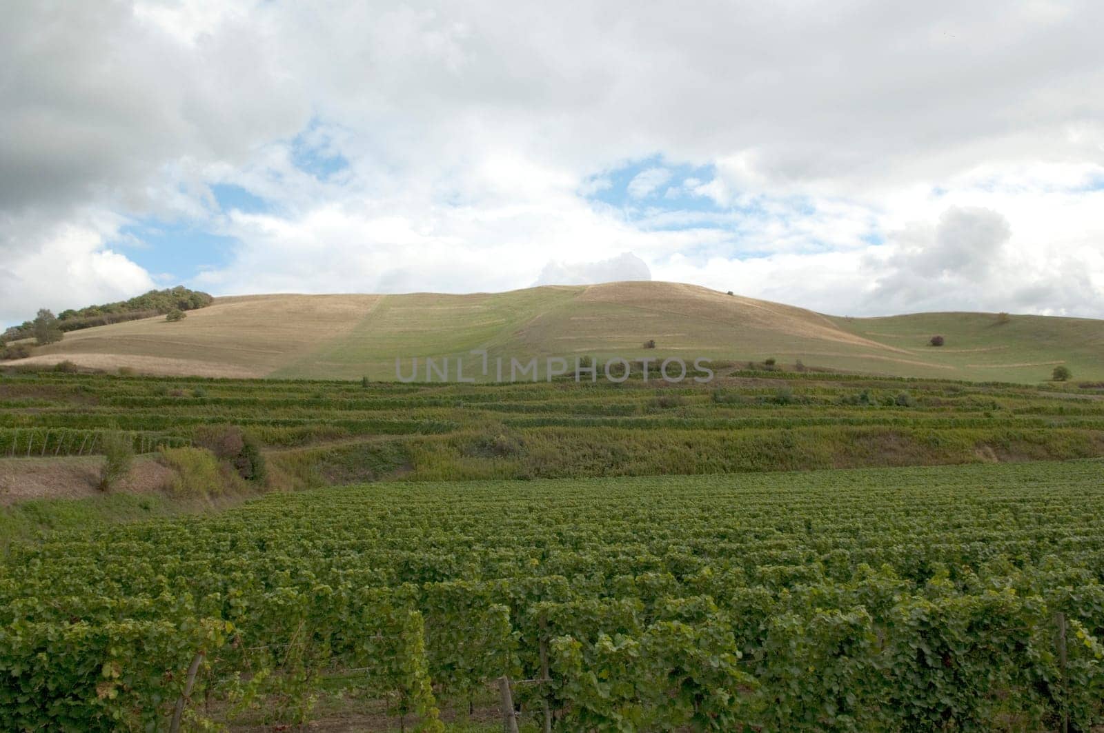 Weinberge, Haselschacher, Buck