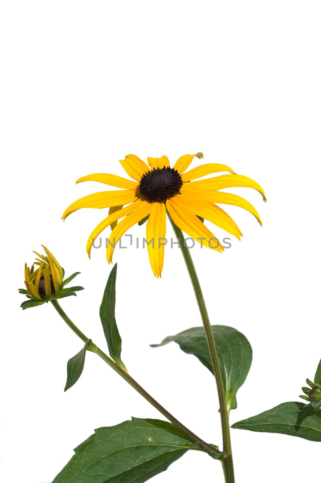 Sun hat  Rudbeckia hirta