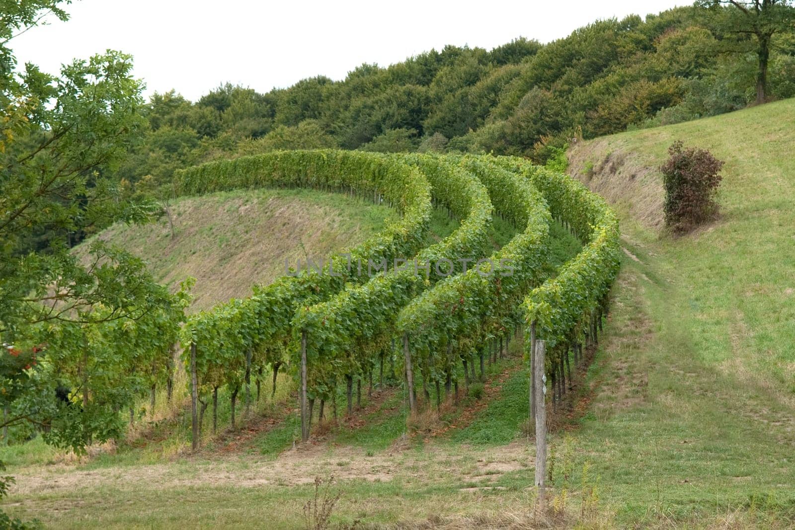 Weinstoecke, Kaiserstuhl