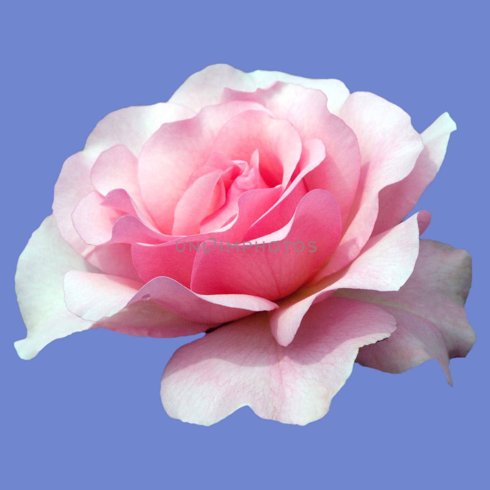Strauchrose, Rosario
