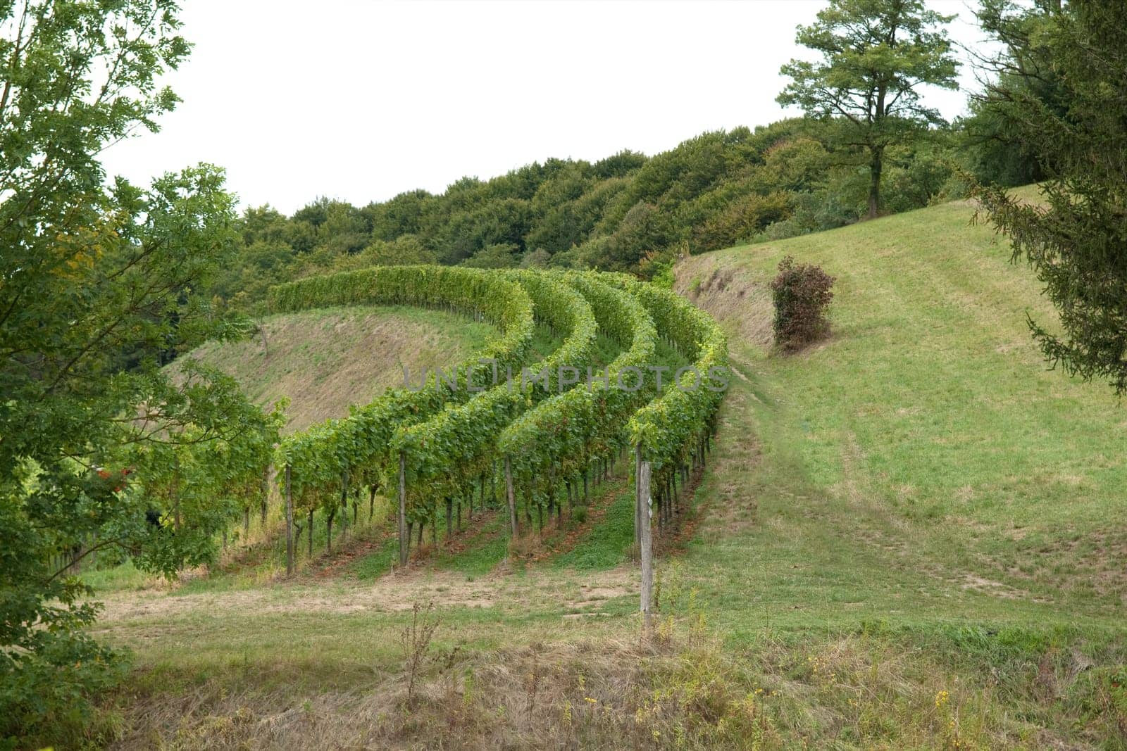 Weinstoecke, Kaiserstuhl