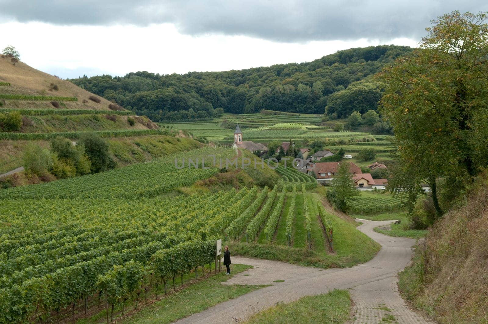 Weinberge, Haselschacher, Buck