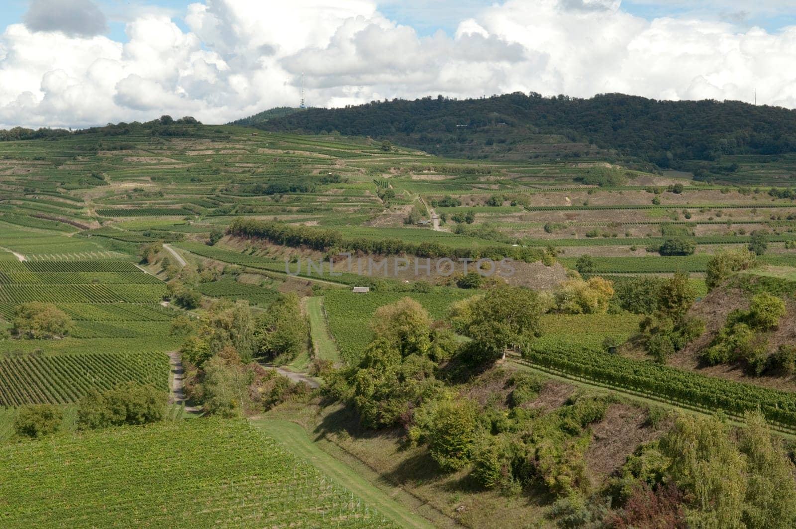 Weinterrassen Blankenhornsberg, Kaiserstuhl