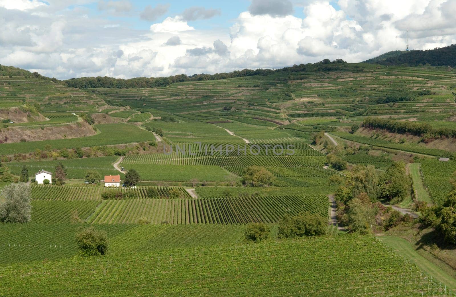 Weinterrassen Blankenhornsberg, Kaiserstuhl