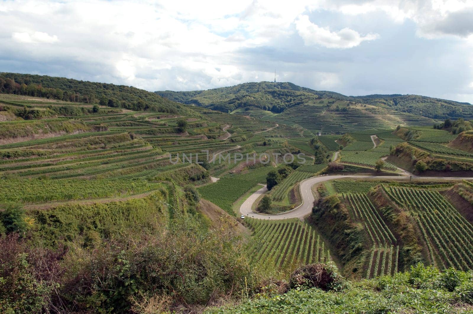 Weinberg, Terrassen, Kaiserstuhl