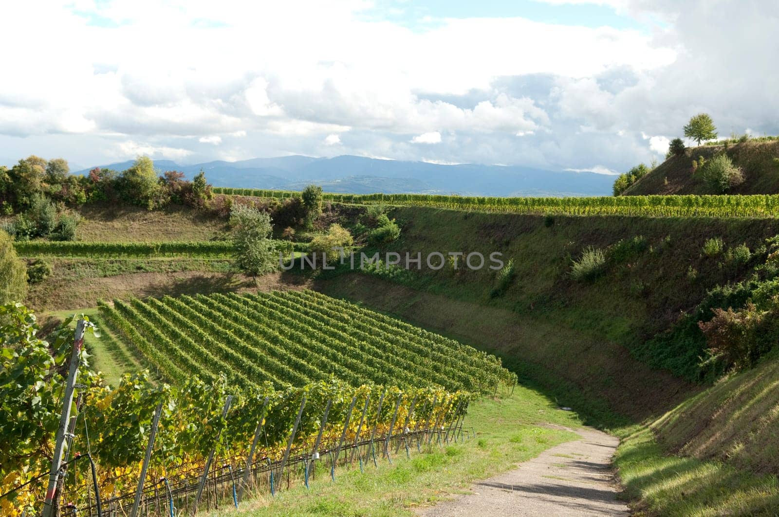 Weinterrassen Blankenhornsberg, Kaiserstuhl