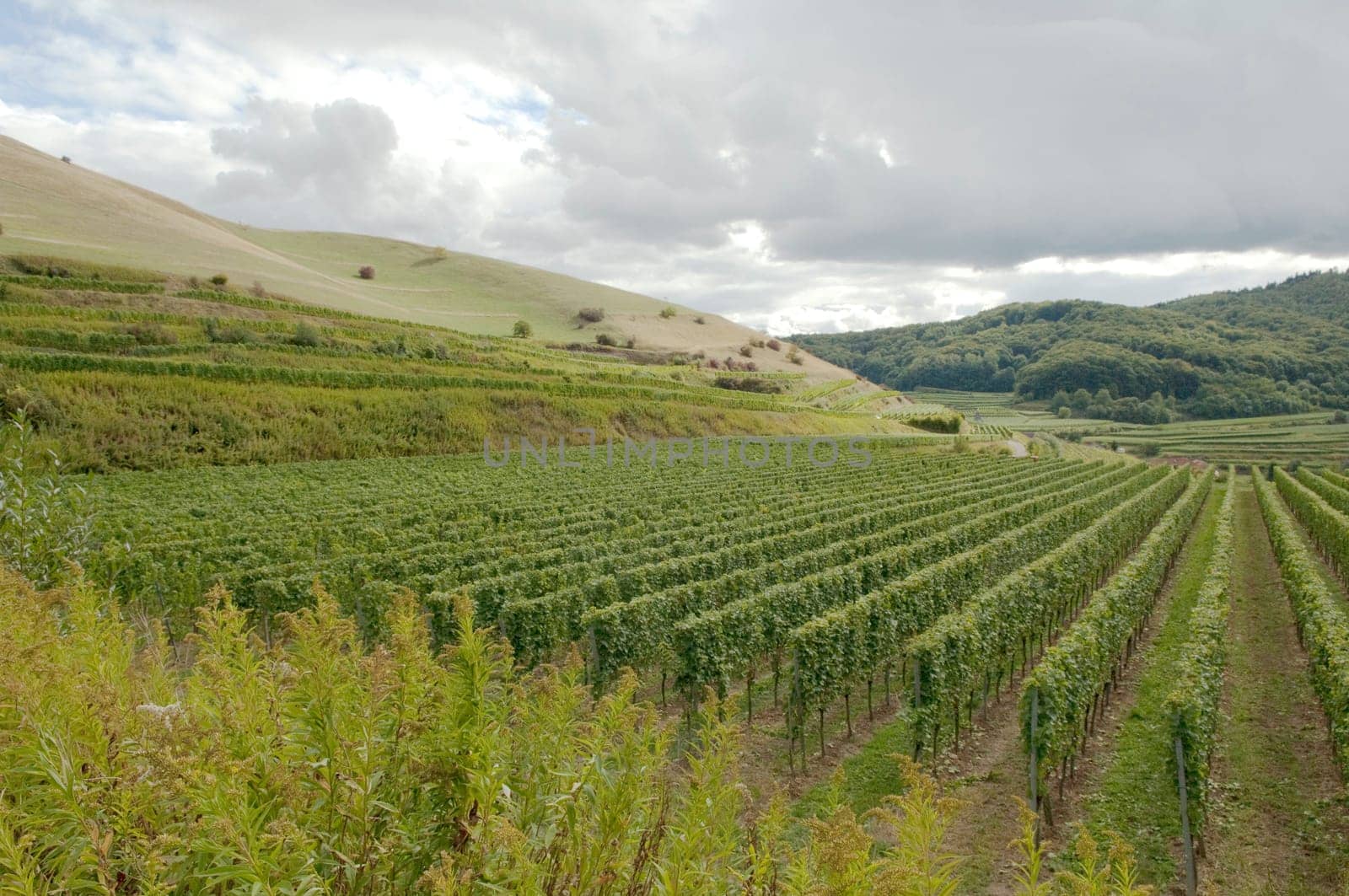 Weinberge, Haselschacher, Buck