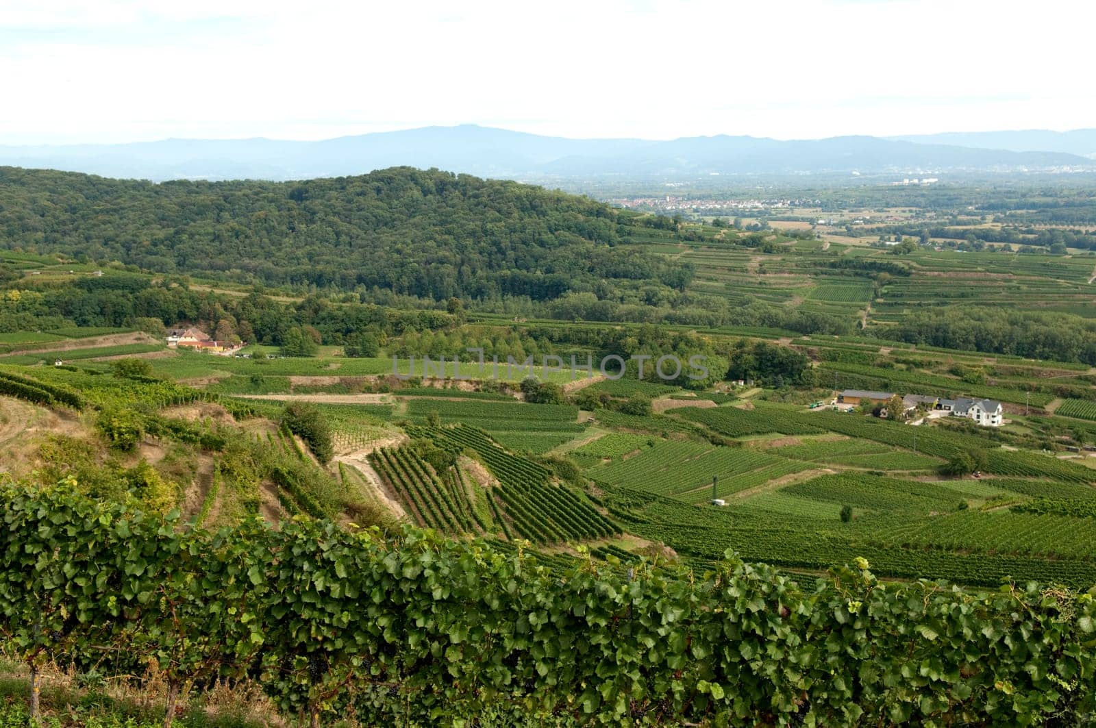 Weinterrassen Blankenhornsberg, Kaiserstuhl