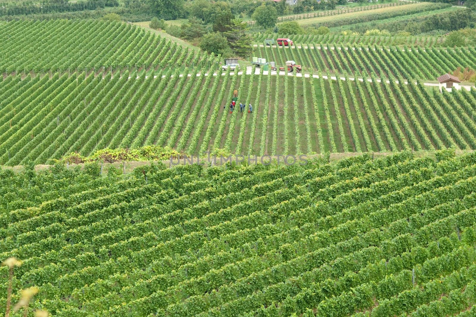 Weinterrassen Blankenhornsberg, kaiserstuhl
