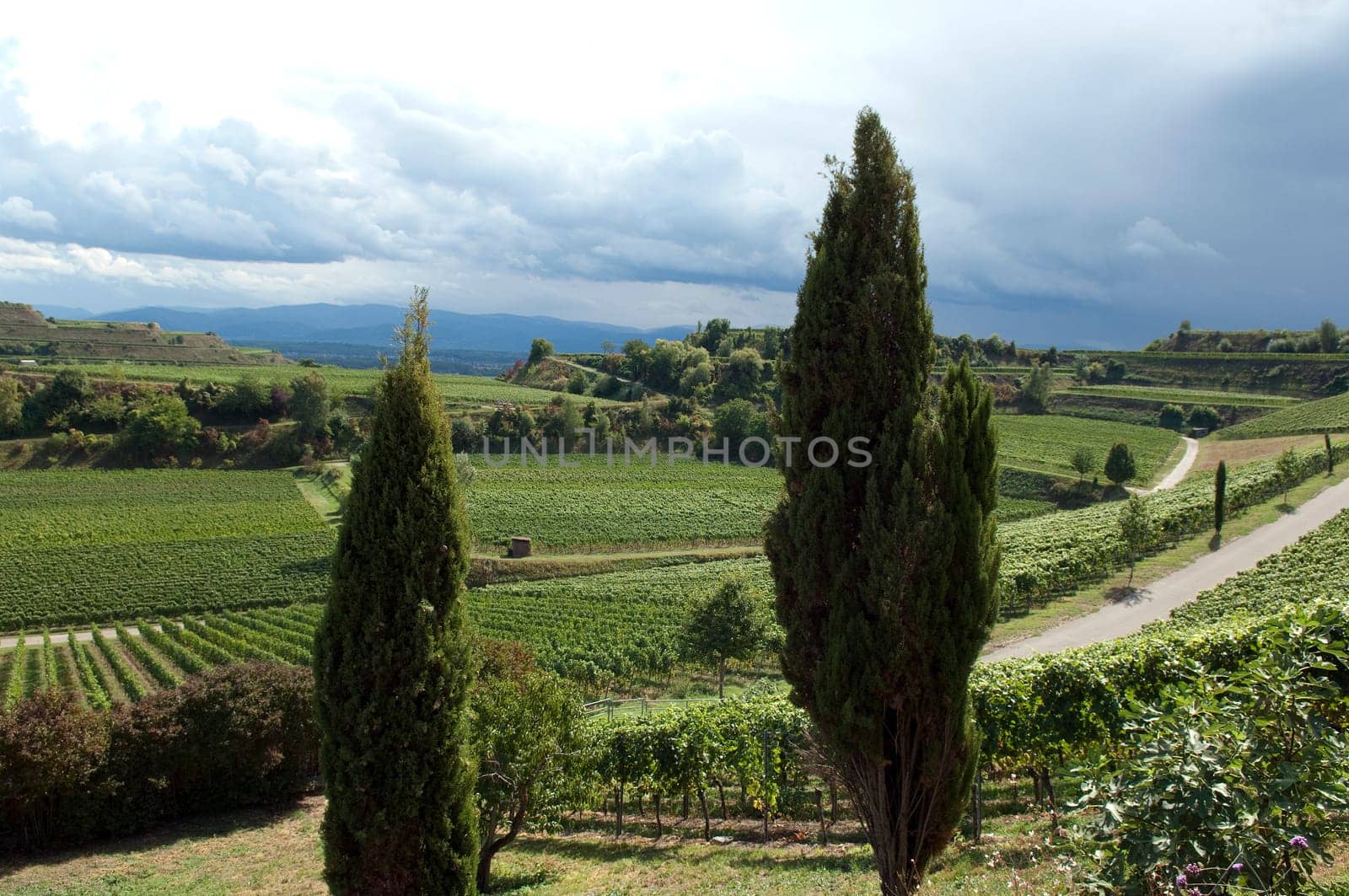 Weinterrassen Blankenhornsberg, Kaiserstuhl