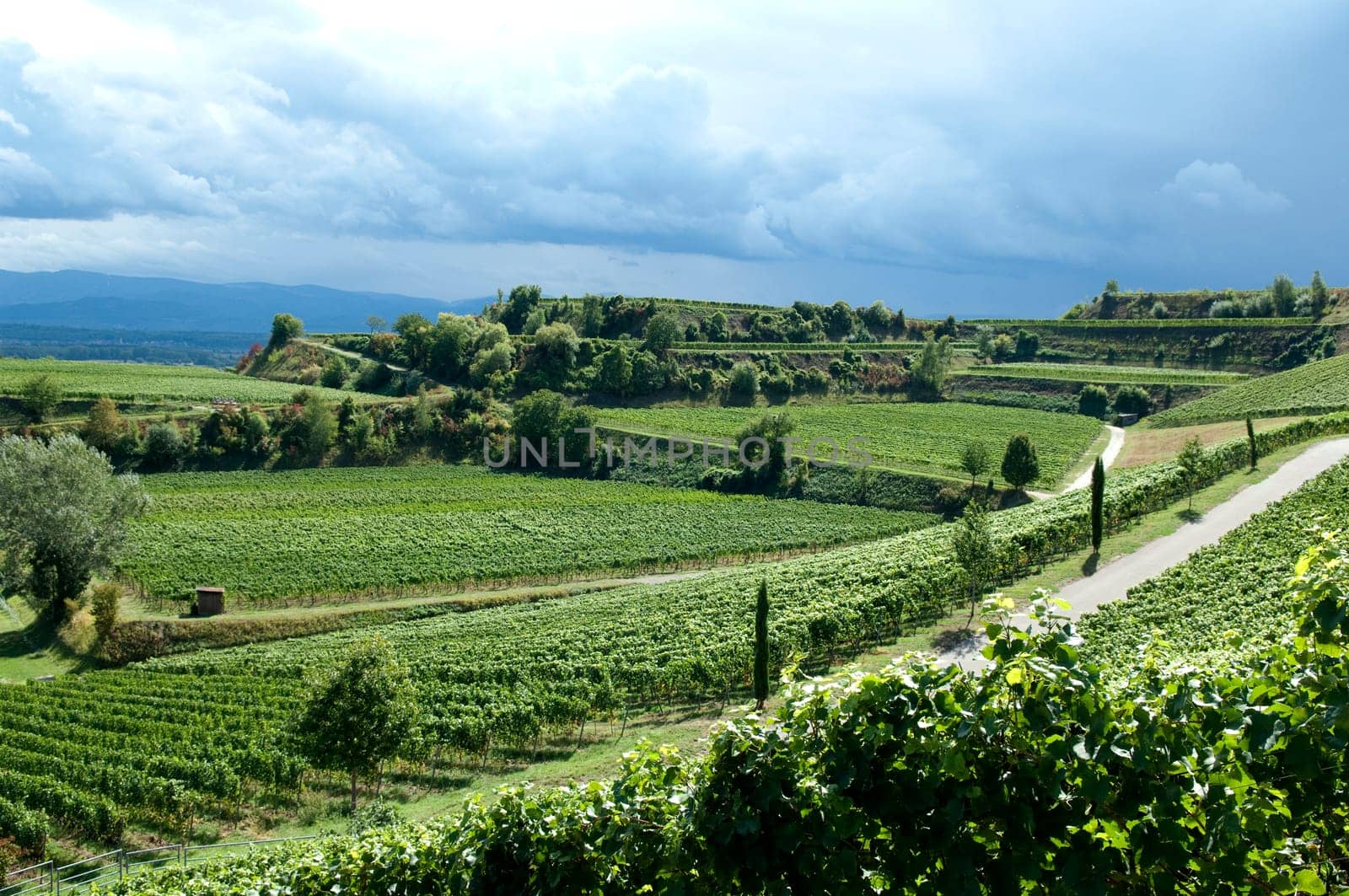 Weinterrassen Blankenhornsberg, Kaiserstuhl