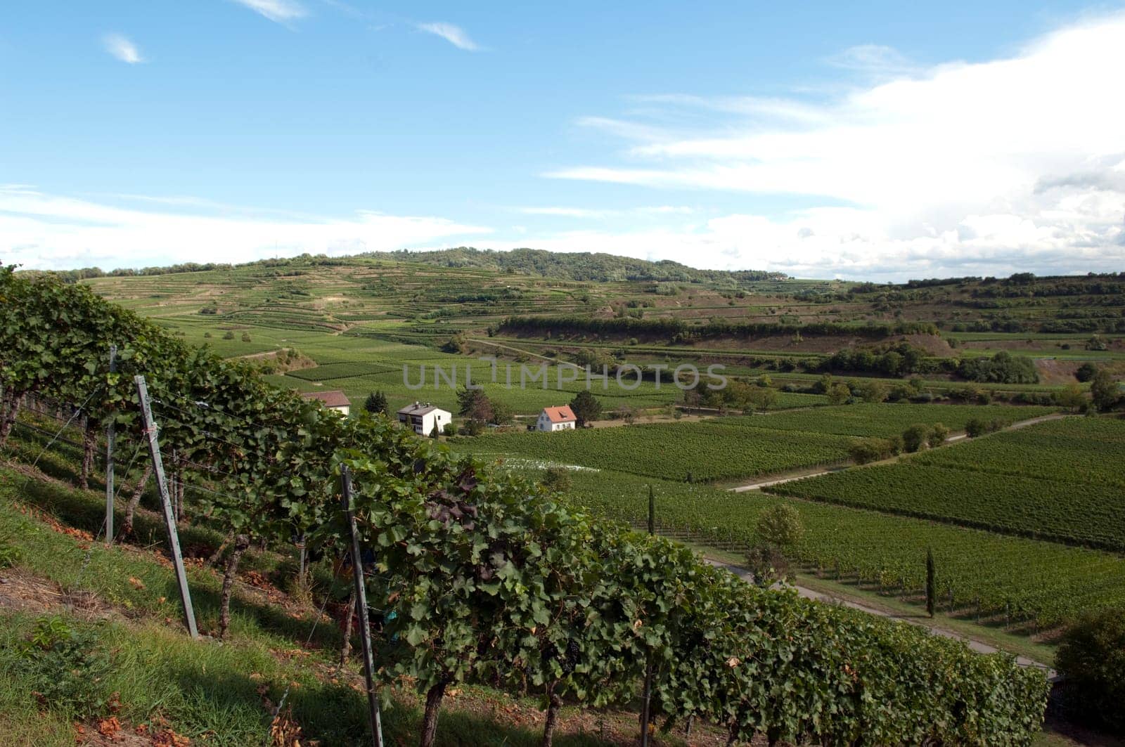 Weinterrassen Blankenhornsberg, Kaiserstuhl