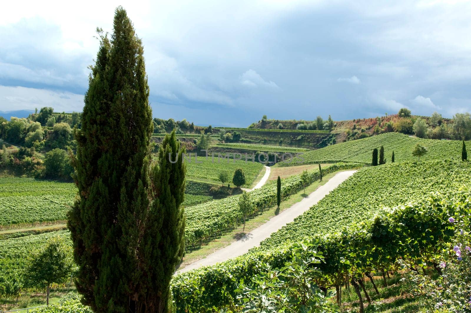 Weinterrassen Blankenhornsberg, Kaiserstuhl