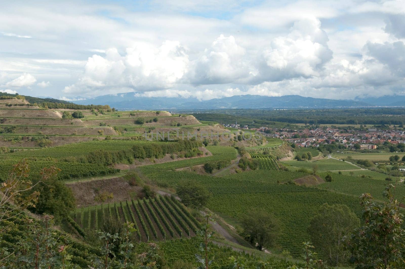 Weinterrassen Blankenhornsberg, kaiserstuhl