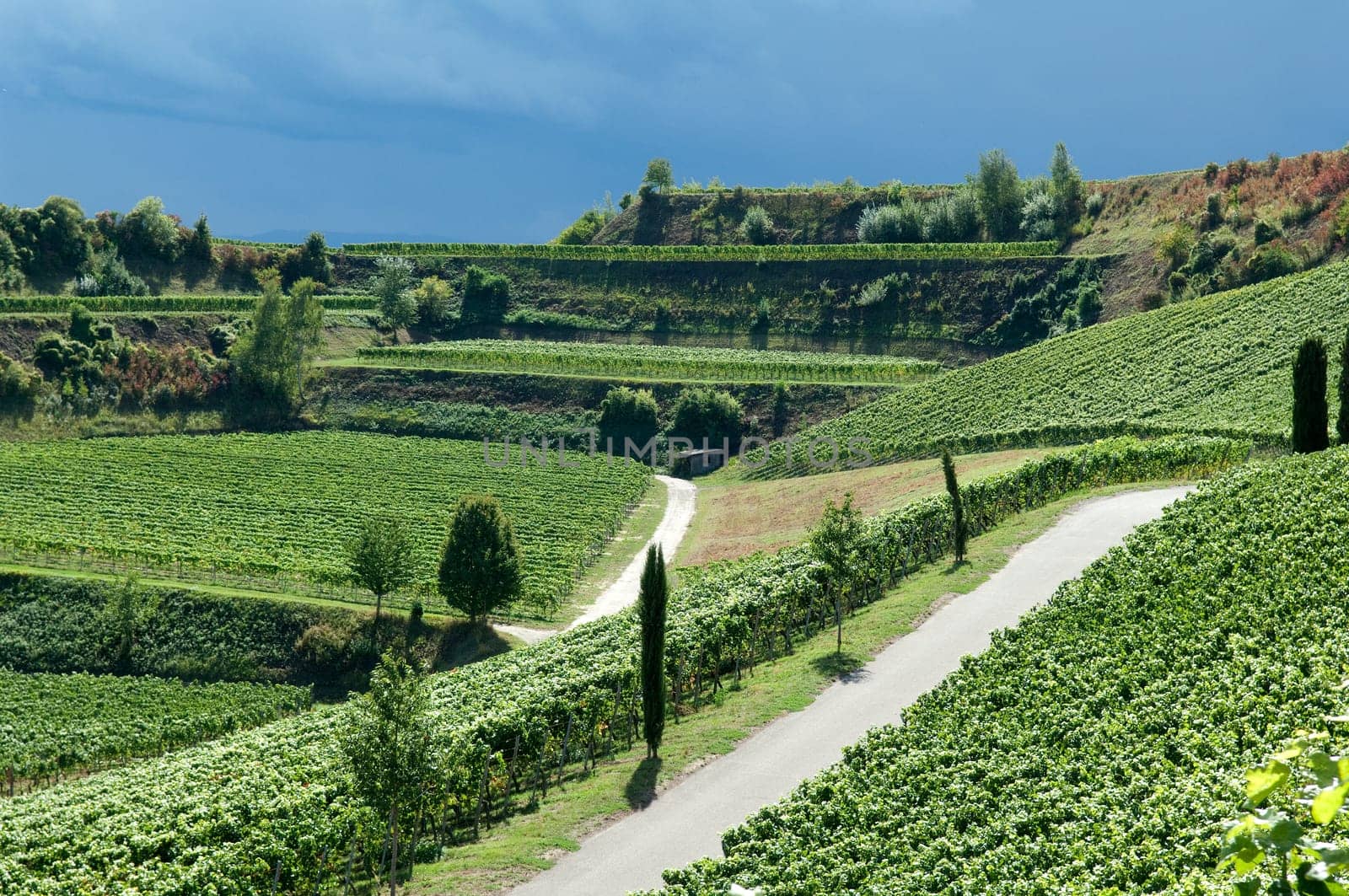 Weinterrassen Blankenhornsberg, Kaiserstuhl