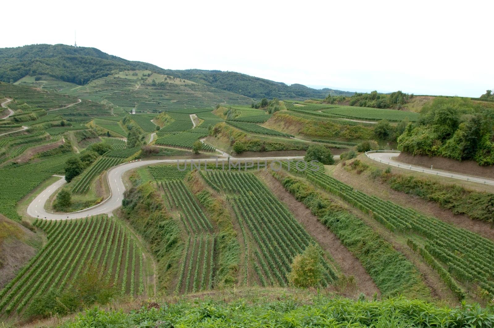 Weinterrassen, Kaiserstuhl