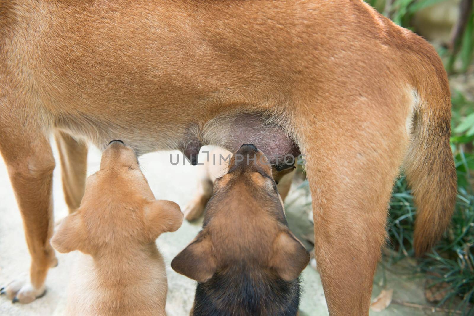 dog puppies sucking milk from mother breast