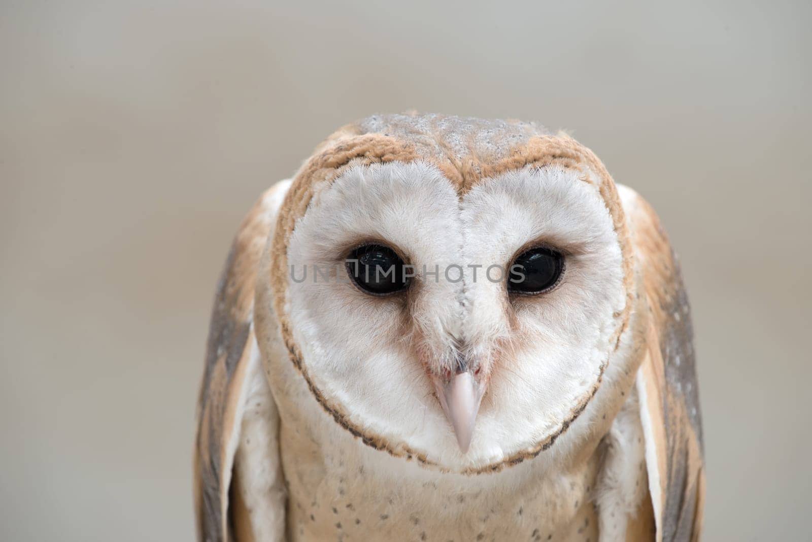 common barn owl ( Tyto albahead ) head close up